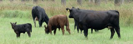 Laarzenwandeling De Pailjaart