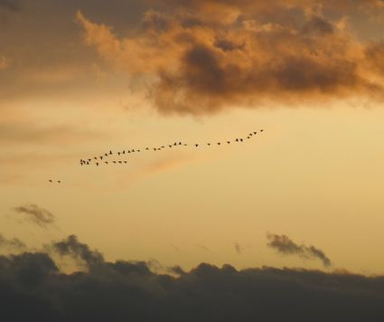 Invliegende ganzen in de wintermaanden
