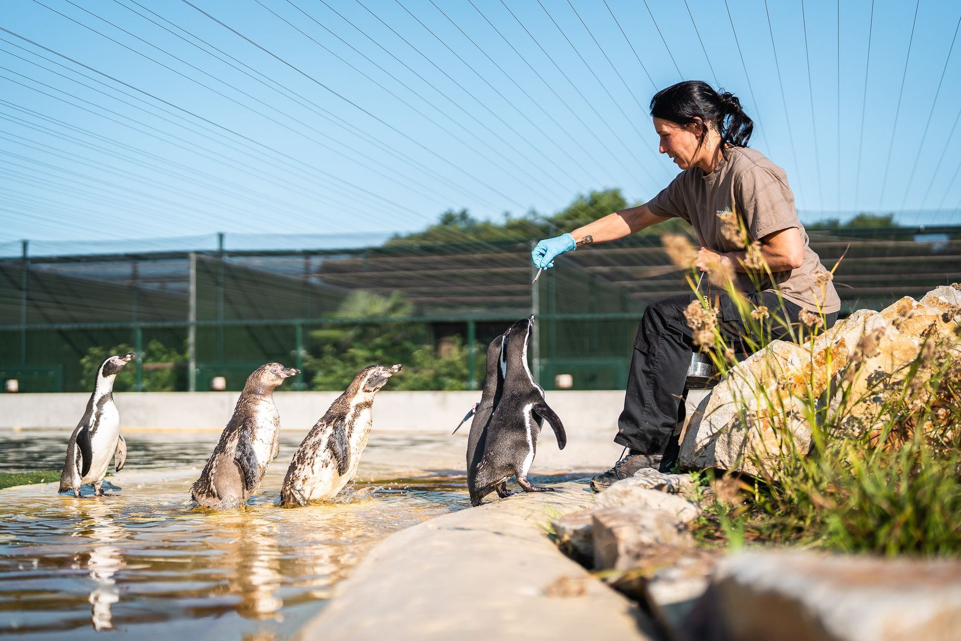 Pinguins in Brook Valley Zoo