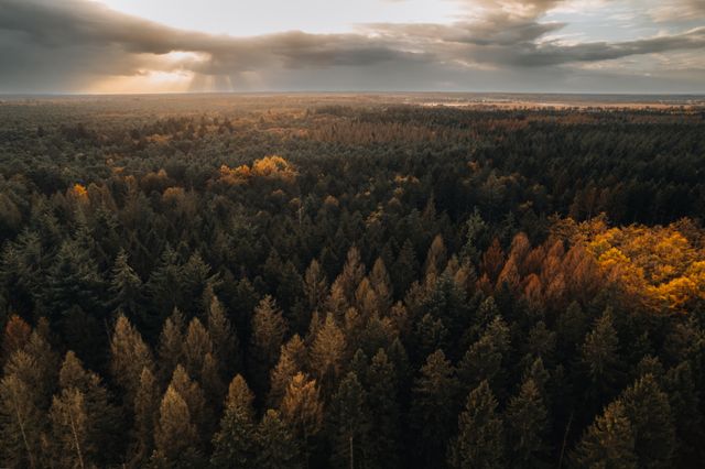 Ein Wald von oben mit herbstlich gefärbten Baumkronen.