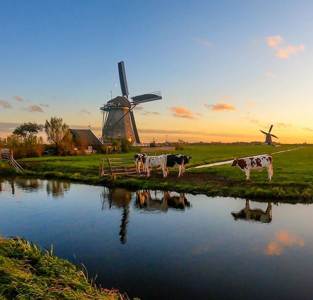 Poldermolens bij Aarlanderveen, Groene Hart, met koeien in de weilanden langs een sloot en meerdere windmolens in het open polderlandschap bij zonsondergang.