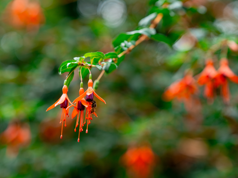 Prachtige oranje bloem bij de TU Delft hortus botanicus