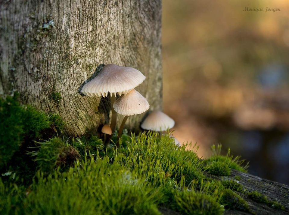 Paddenstoelen bij een boom in Het Twiske