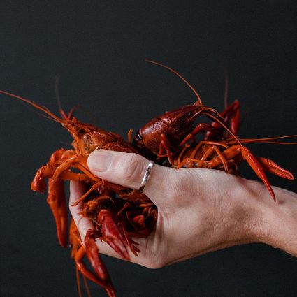Rode kreeft die wordt vastgehouden