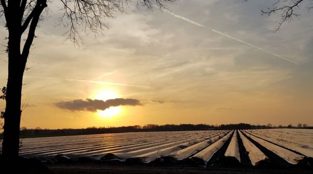 Aspergevelden De Berkershoeve Liessel