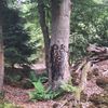 Beeldenroute Olterterp