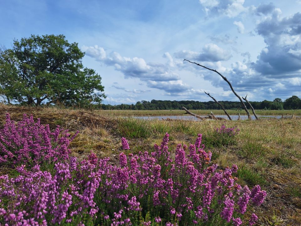 Groot rondje Bakkeveense duinen