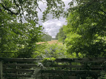 Een doorkijkje richting een open grasveld