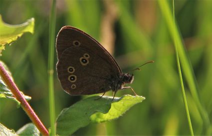 donker gekleurde vlinder in het groene gewas