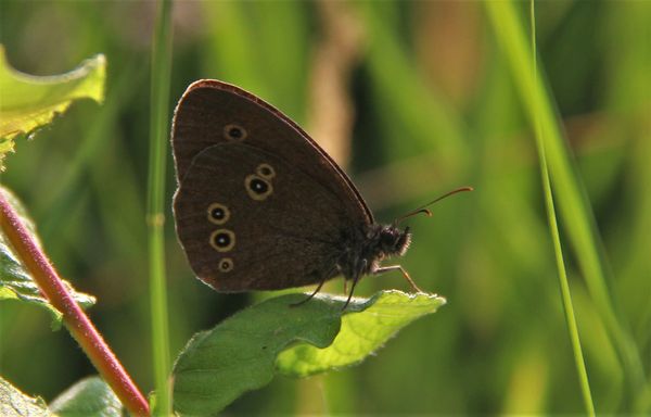 donker gekleurde vlinder in het groene gewas