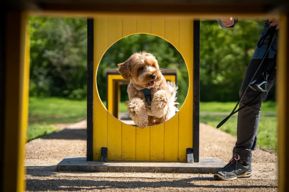 Hond op Agility Course