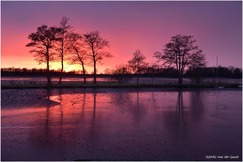 Nannewiid paarse lucht