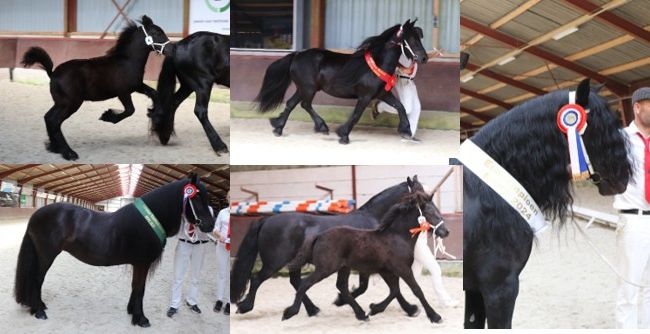 Manege de Bullen Enk
