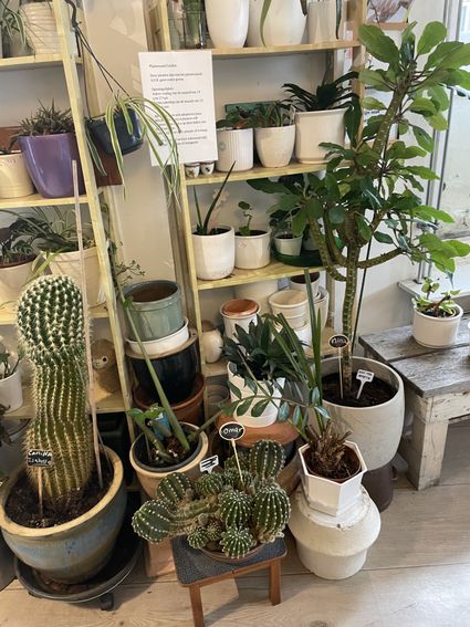 Plantenasiel Leiden