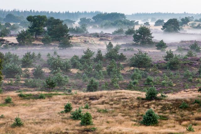 Natuurfoto van het Nationaal Park Drents-Friese Wold. Paarse gloed met mist in de ochtend