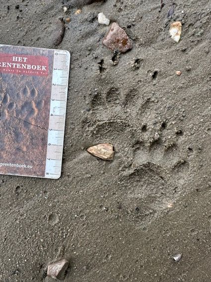 Foto van een dierspoor met een kaartje erbij om te kunnen kijken wat voor afdruk het is.