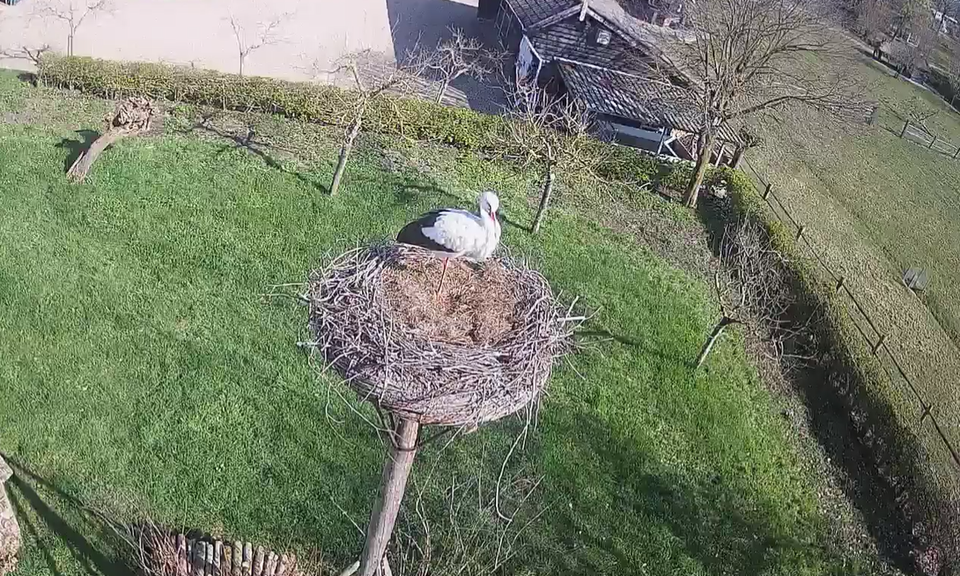 Screenshot van de OoievaarsCam, in beeld is een ooievaar die op een hoge paal in haar nest zit.