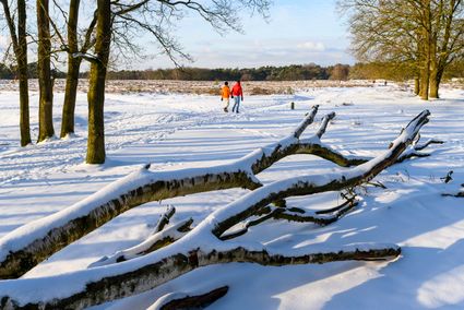 Twee wandelaars lopen op een besneeuwde Tafelbergheide bij Blaricum. Op de voorgrond ligt een grote boomstam.