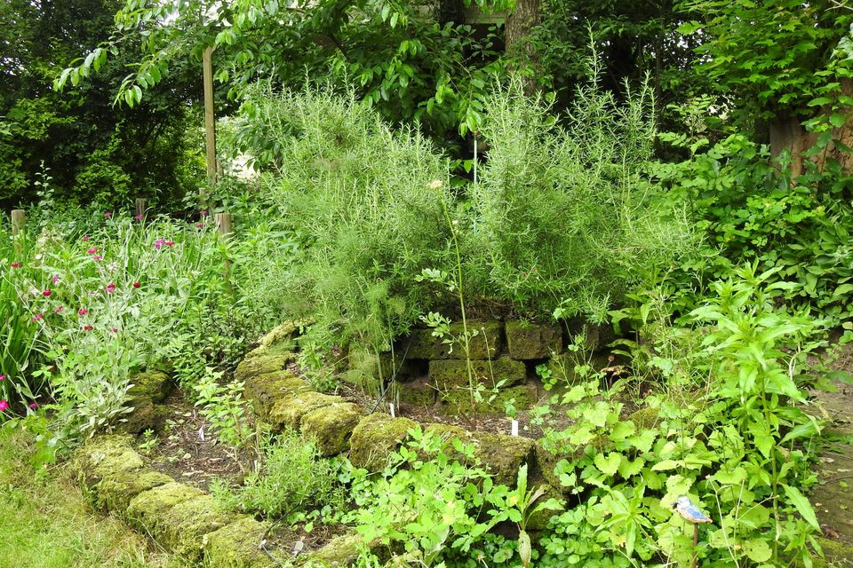 Nature garden walk IVN Laarbeek Aarle-Rixtel