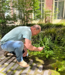 Man in de binnentuin van het stadhuis bezig met de planten