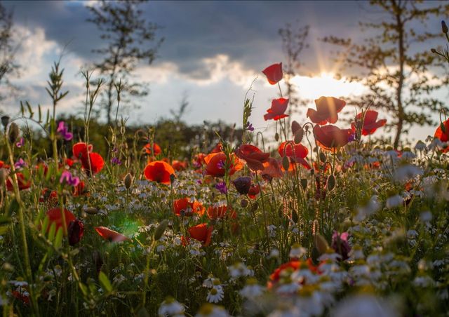 Natuurbegraafplaats Hoeve Ruth - Bloemen en planten