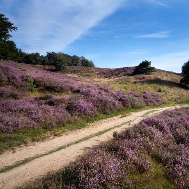 Heide in bloei met fietspad