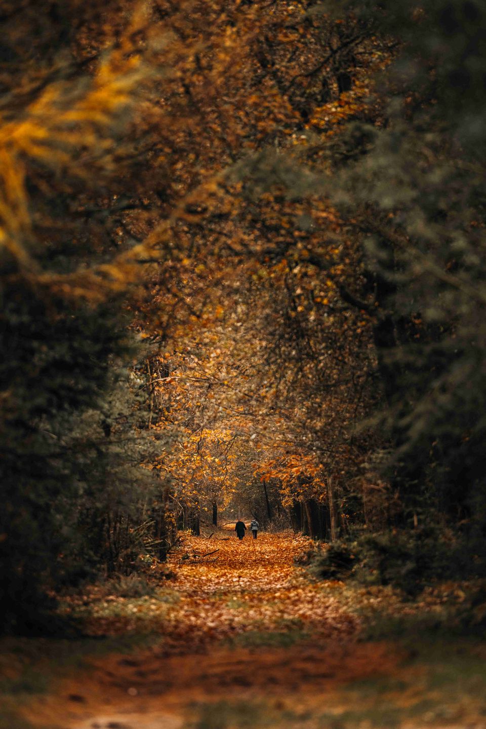 Herfstwandeling Zuidwest-Drenthe