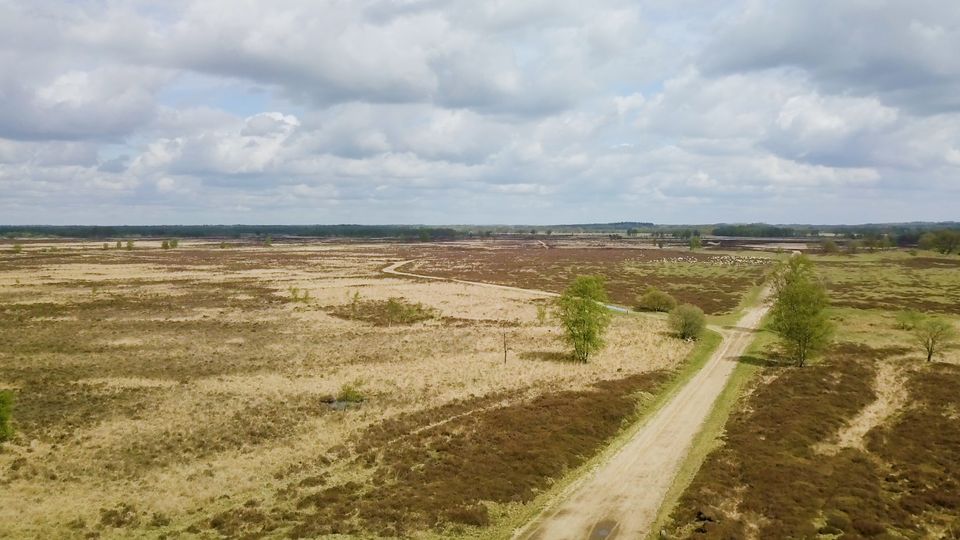 Een uitgestrekt landschap met heide en gras met op de achtergrond een kudde schapen.