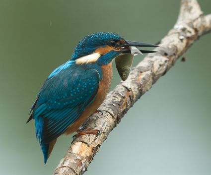IJsvogel met vis in bek in de Lepelaarplassen. De Lepelaarplassen zijn een natuurgebied van ongeveer 500 hectare gelegen aan het Markermeer bij Almere in de provincie Flevoland.