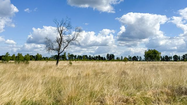 Open veld met berk in Mariapeel