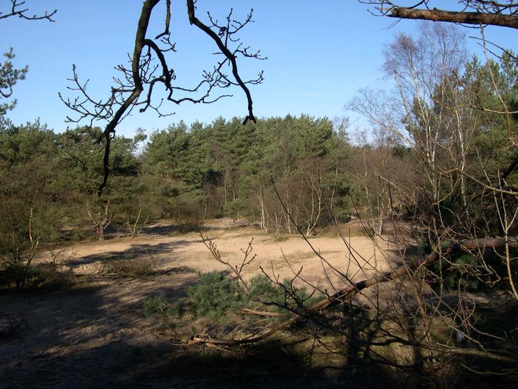 Het bosgebied de Vrachelse Heide