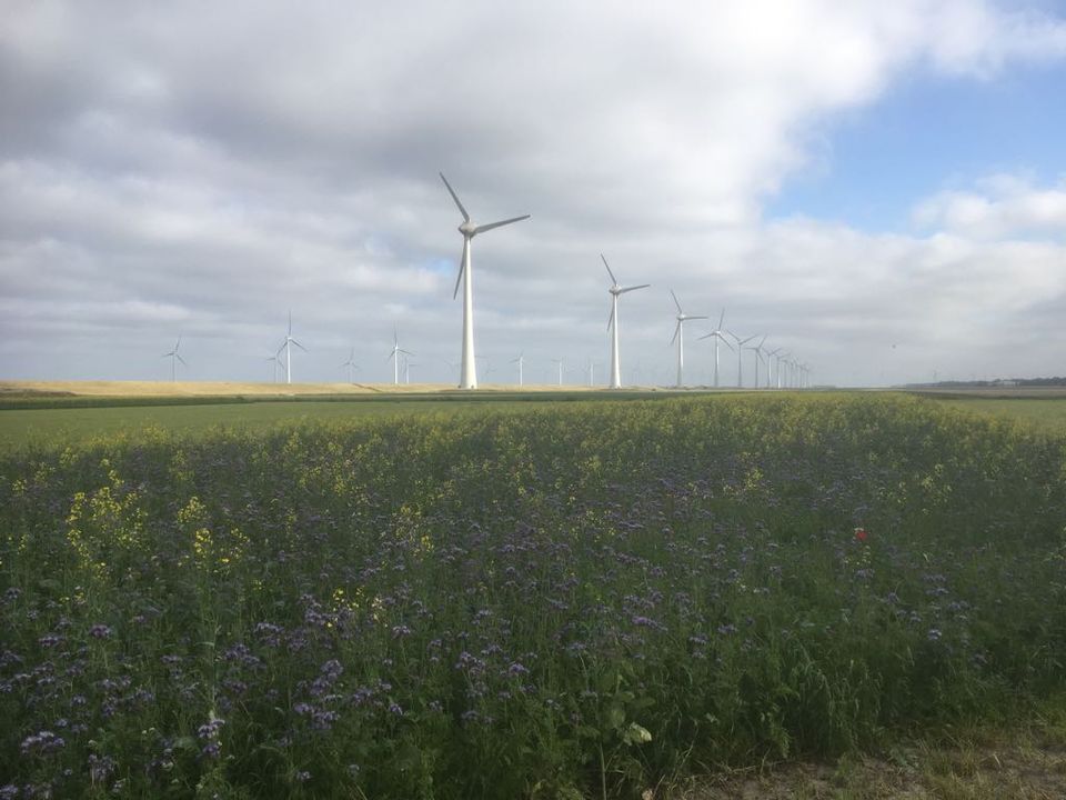 Een vogelakker met luzerne en windmolen in het Urkerveld in Flevoland