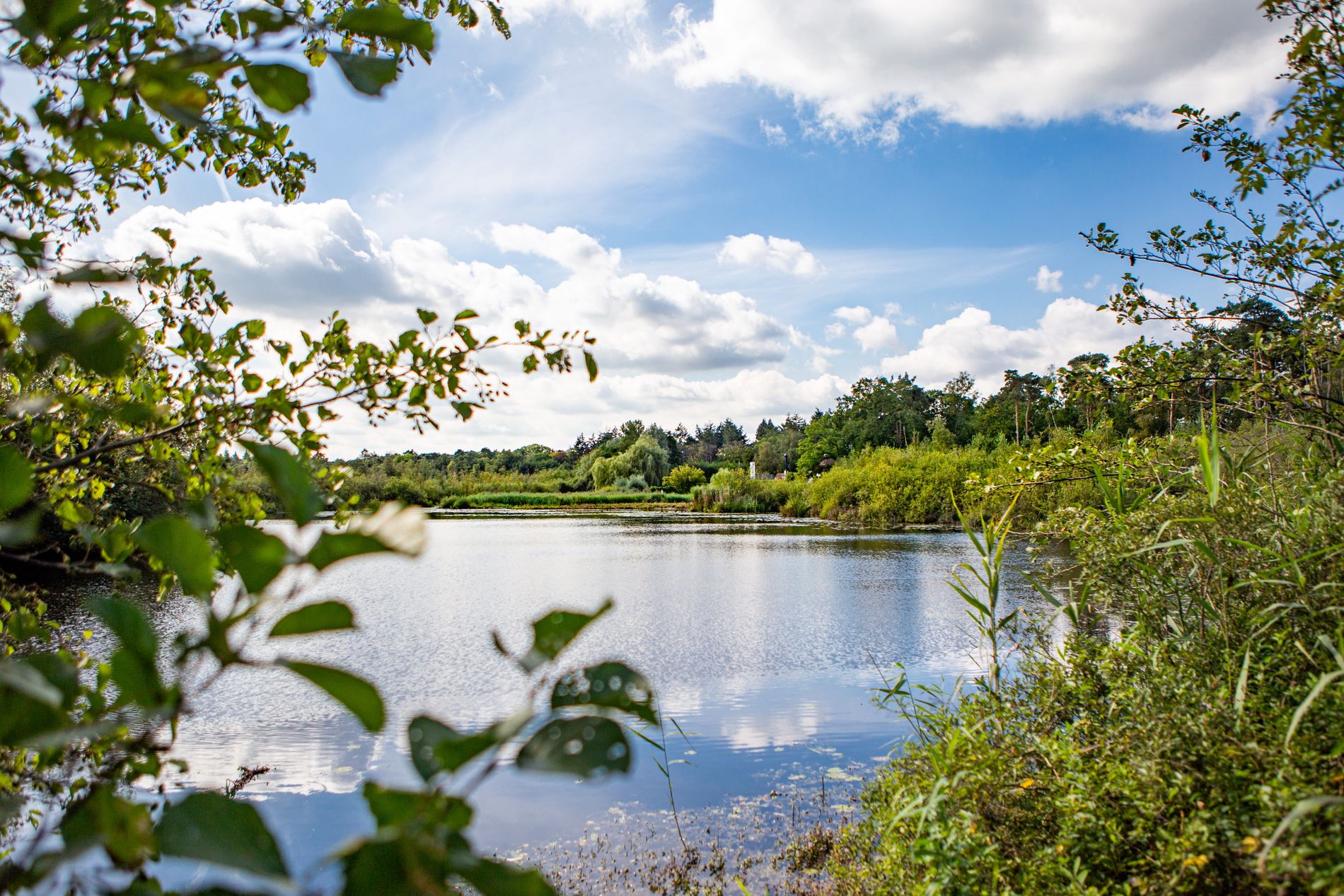 Rietven in Oisterwijk in het groen en met blauwe lucht met wolken