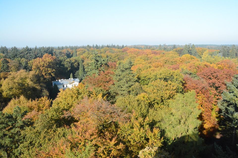 Uitzicht bostoren herfst