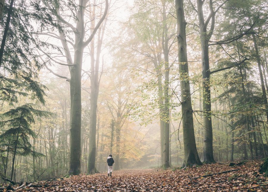 Natuurgebieden en bossen in Nederland