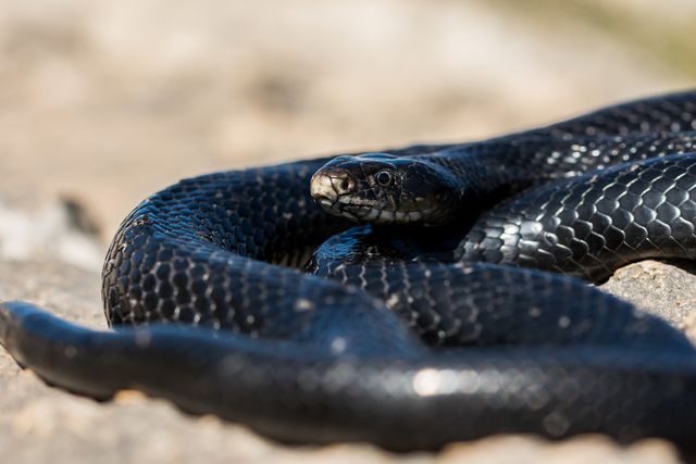 Adder in Zuidwest-Drenthe