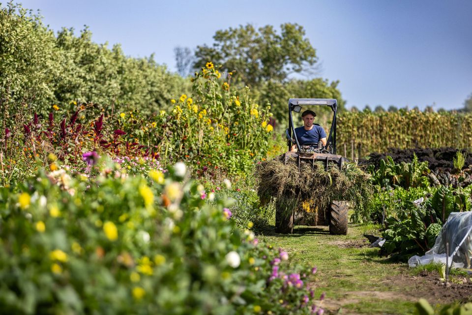 Landgoed Hof van Gunterstein in Breukelen, gemeente Stichtse Vecht, regio Utrecht. Tuinder rijdt met een kleine tractor door de kleurrijke moestuin tussen bloemen en groentebedden, met vers gemaaid groen op de voorlader.
