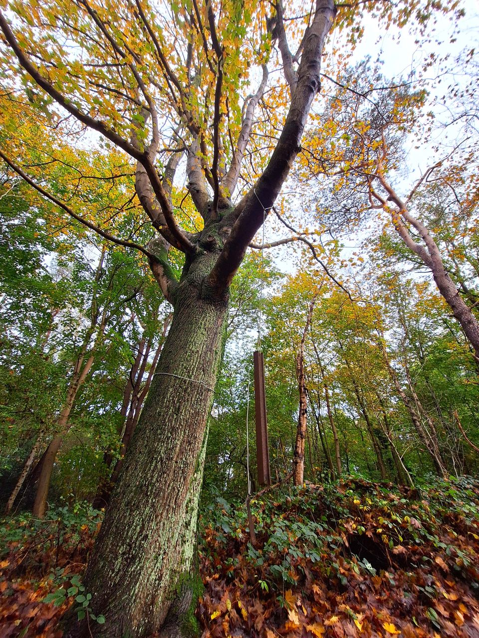 Rolstoelroute bij Fochteloo