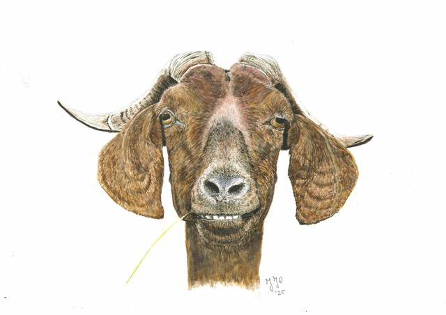 Aquarel Funny goat