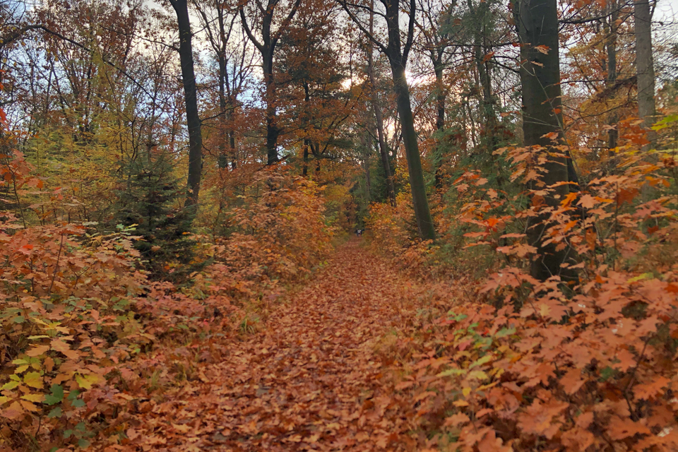 Een bos vol herfstkleurige bladeren en bomen.