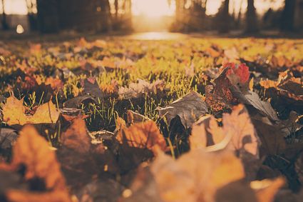 Herfstbladeren op de grond in warm avondlicht, met zonnestralen die door de bomen op de achtergrond schijnen.