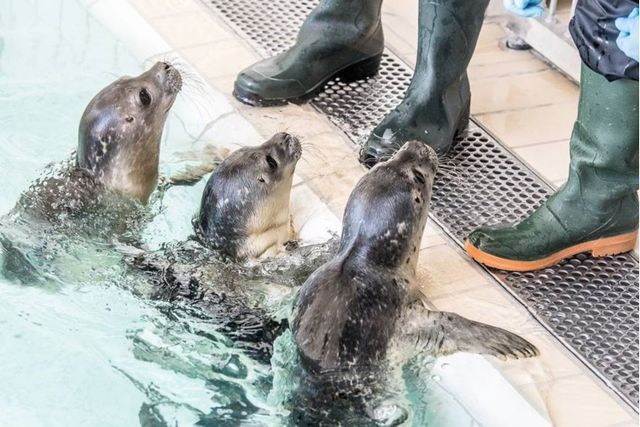 Drie zeehonden in het water aan de rand van een bassin kijken omhoog, op de rand van het bassin zie je twee paar benen staan met kaplaarzen aan