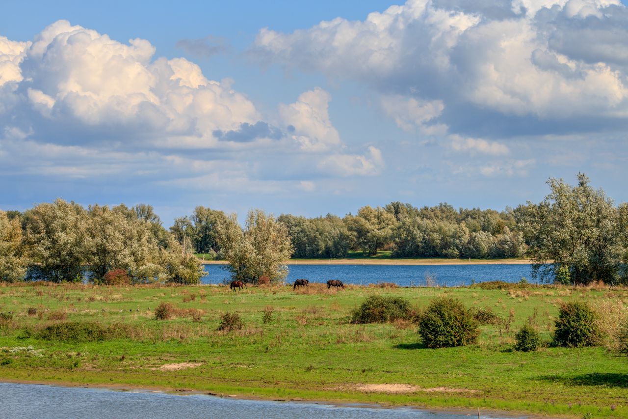 Waal Waaldijk Bemmel