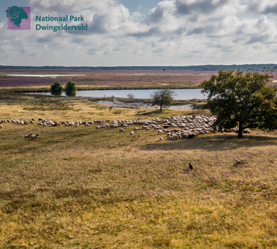 Dwingelderveld met logo Nationaal Park