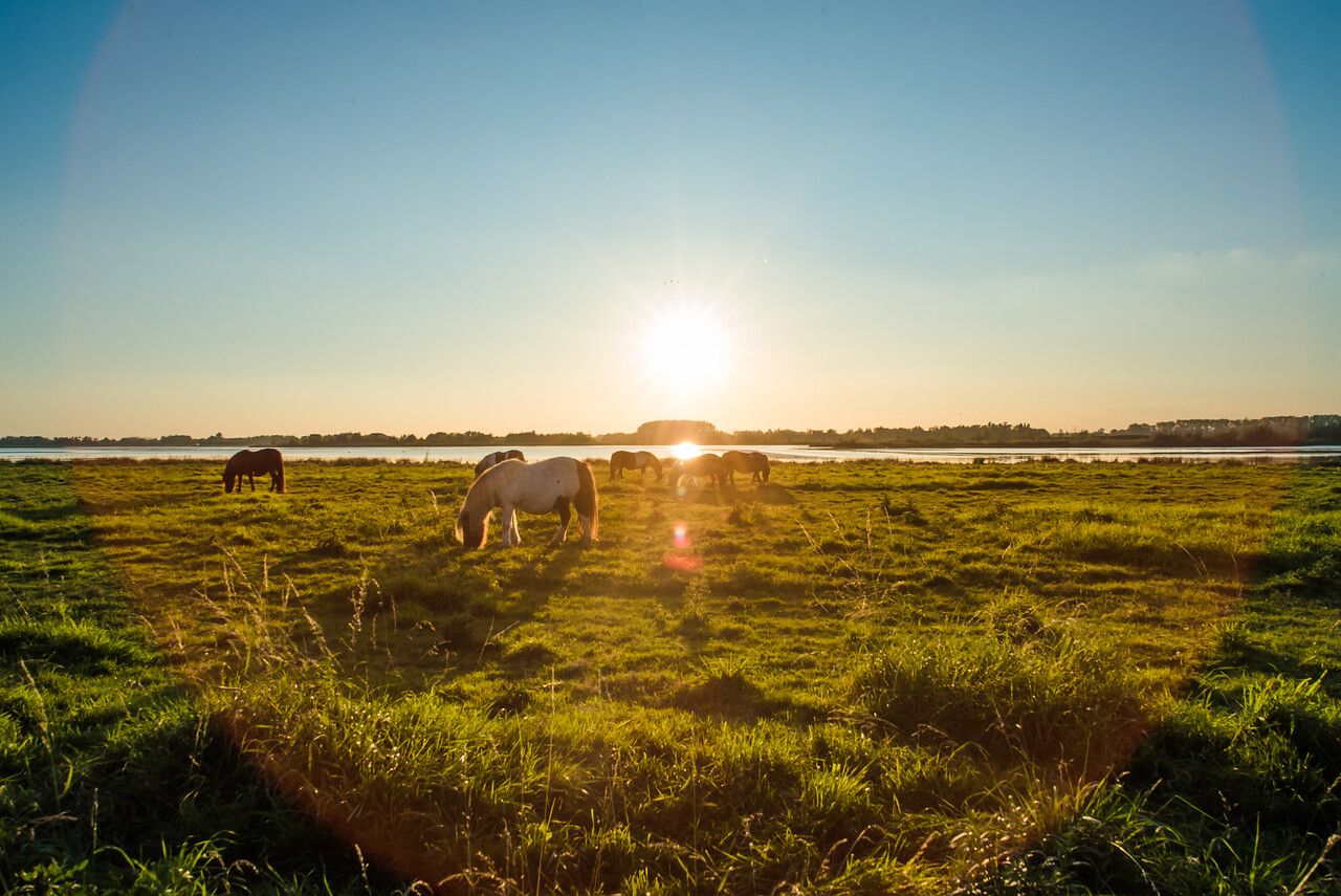 Grazende paarden in natuurgebied bij zonsondergang langs de Maas in Brabant, met water en bomen op de achtergrond.