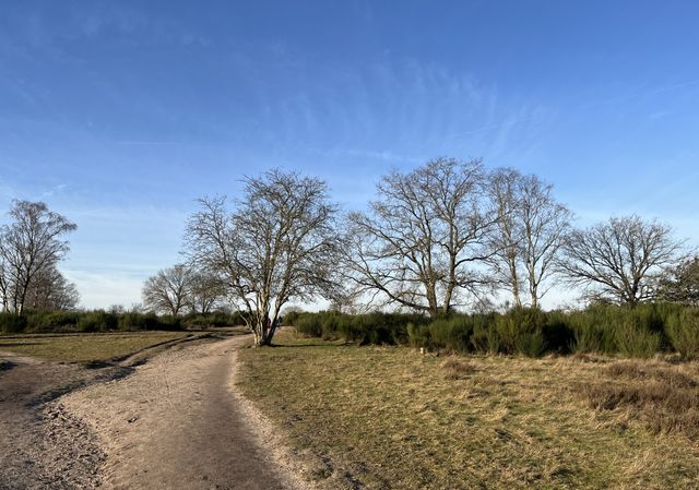 Bosgebied rond De Hoorneboeg