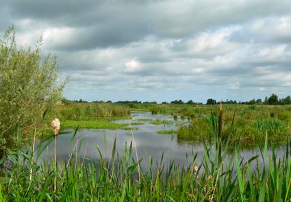een grote vijver omringd met allemaal riet en gras.