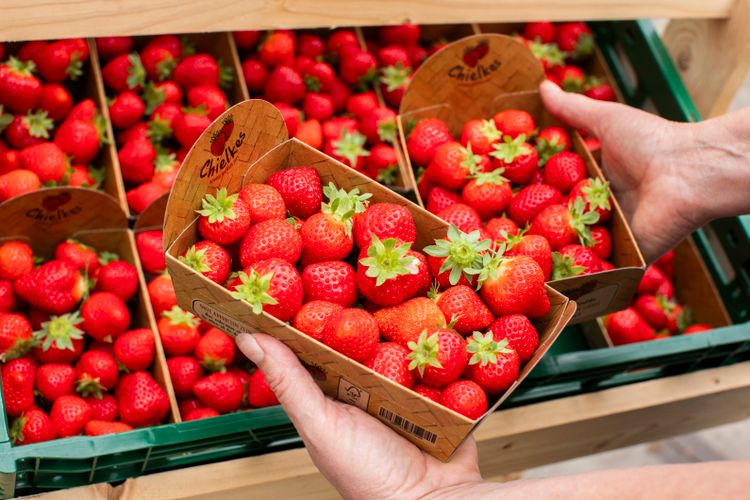 Chielkes Aardbeien Helenaveen