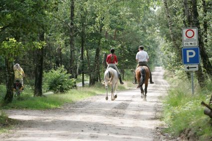 ruiter en paard