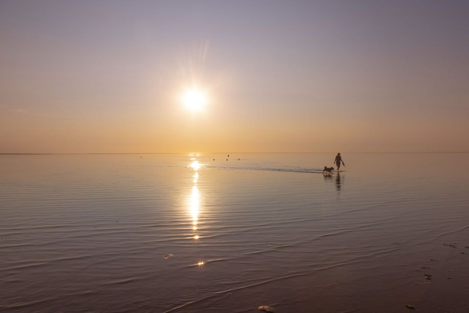 Wandelen op strand met hond in Rockanje